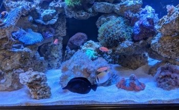 Fish Freaks