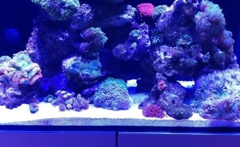 Fish Freaks