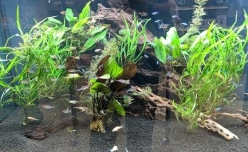Fish Freaks