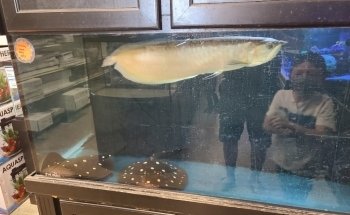 Fish Freaks