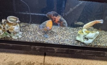 Fish Freaks