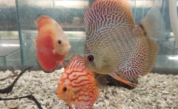 Acuario Vago
