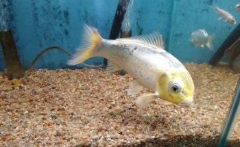 Acuario Vago