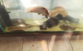 Acuario Vago
