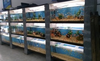 Acuario Vago