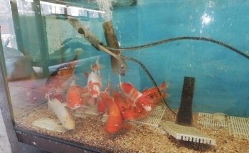 Acuario Vago