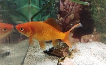 Acuario Vago