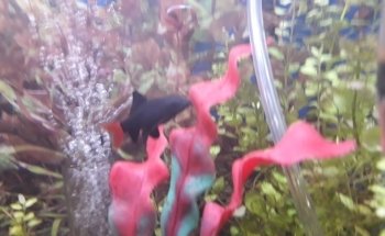 Acuario Vago