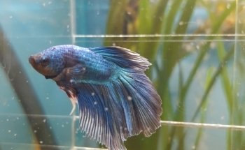 Acuario Vago