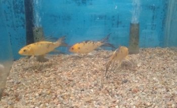 Acuario Vago