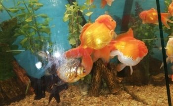 Vago Aquarium