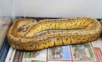 Exotics & Aquatics