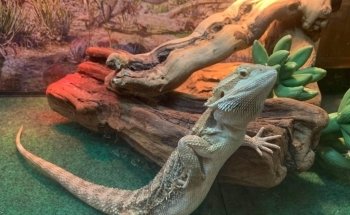 Exotics & Aquatics