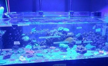 Exotics & Aquatics