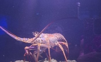 Mertailor’s Mermaid Aquarium Encounter