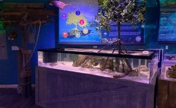 Mertailor’s Mermaid Aquarium Encounter