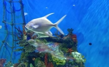 Mertailor’s Mermaid Aquarium Encounter