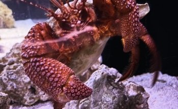 Mertailor’s Mermaid Aquarium Encounter