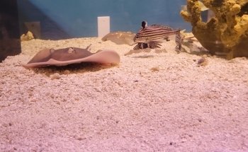 Mertailor’s Mermaid Aquarium Encounter