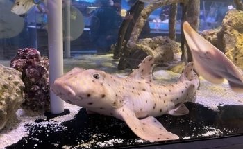 Mertailor’s Mermaid Aquarium Encounter