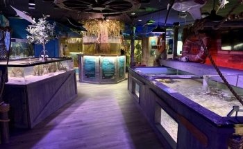 Encuentro Acuático de Sirenas de Mertailor