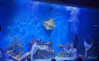 Mertailor’s Mermaid Aquarium Encounter