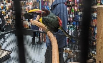 Country Critters Ltd
