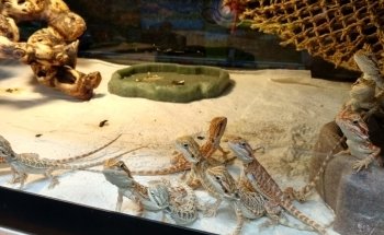 Country Critters Ltd