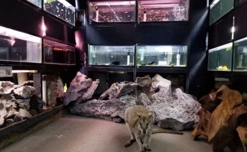 Country Critters Ltd