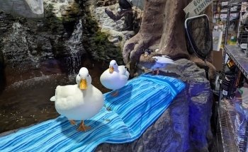 Country Critters Ltd