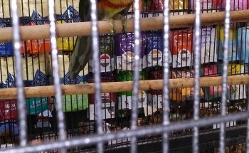 Country Critters Ltd
