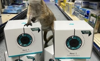 Country Critters Ltd