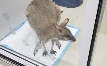 Country Critters Ltd