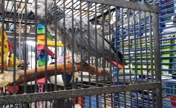 Country Critters Ltd