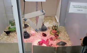 Country Critters Ltd