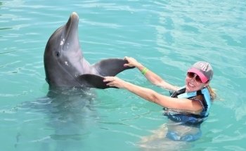 Dolphin Connection