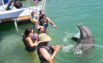Dolphin Connection