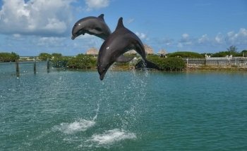 Dolphin Connection