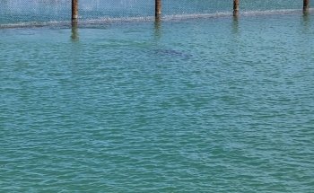 Dolphin Connection