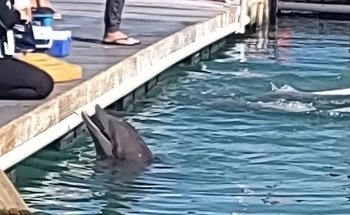 Dolphin Connection