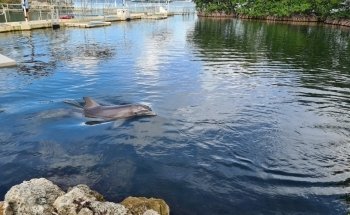 Dolphins Plus Bayside