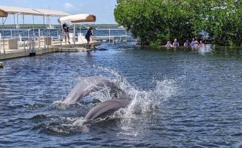 Dolphins Plus Bayside