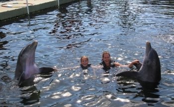 Dolphins Plus Bayside