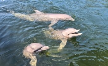 Dolphins Plus Bayside
