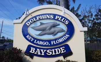 Dolphins Plus Bayside
