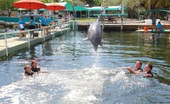 Dolphins Plus Bayside
