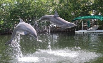 Delfines Plus Bayside