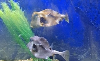 Biomes Marine Biology Center