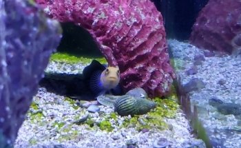 Aquarium