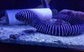 Aquarium